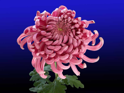 419470 (a): :1024x768